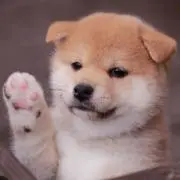 ジョリーの画像