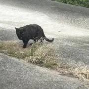 ちゃもの画像