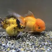 あざらしの画像