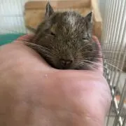 チップくんの画像