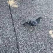 コマの画像