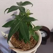 マルボンの画像
