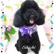 Nobinobi