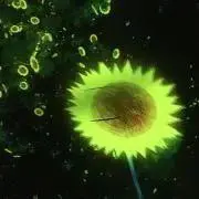 gyuの画像