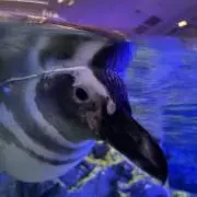 おぺん