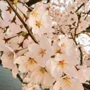ピミ.の画像