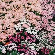 Mの画像