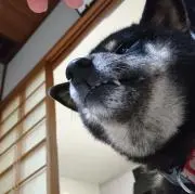 なのめの画像