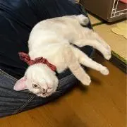 引越す女子大学生の画像