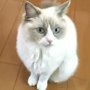 クロの画像