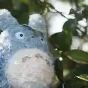 きなこ( •́ .̫ •̀ )の画像