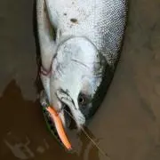 おとね