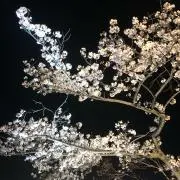 じゃすてぃんの画像