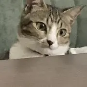 三太といいますの画像