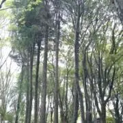 ひの画像