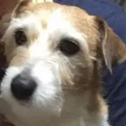 ネエサンの画像