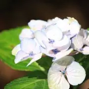 aの画像