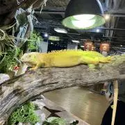 Ryoukaの画像