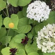 かえるの画像