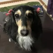 花の子ルンルン