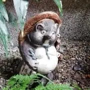 くーやんの画像