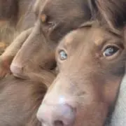 ぼんちゃんの画像