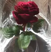 みかんの画像