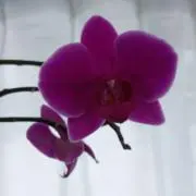 あいすまんじゅう