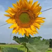 sの画像