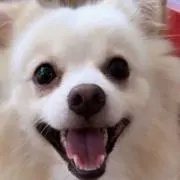 mammyの画像
