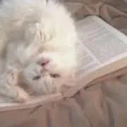 fの画像