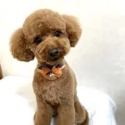 uiui yukoの画像