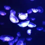 かねざわの画像