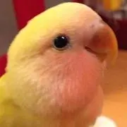 やん