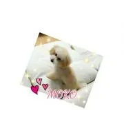 モコ❤