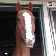 ロールキャベツの画像
