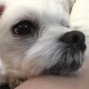 もんたろう
