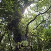 北上江釣の画像
