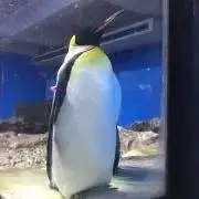 ペンギンさんの画像