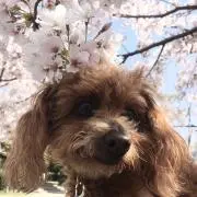 のんたんの画像