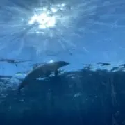 みかんの画像