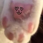 ぬこ