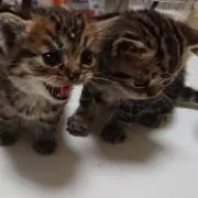 なっChanの画像