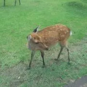 つばくろの画像