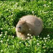 みやび