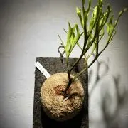 Plantsloverの画像