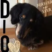 ♡D♡I♡O♡