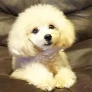 リヨン