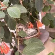 ちょこの画像