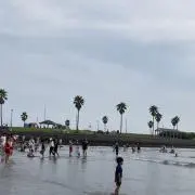divaの画像
